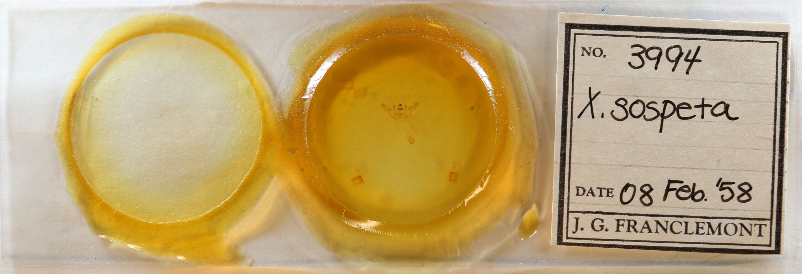 slide view of adult Xanthotype sospeta