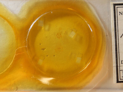 slide view of adult Xanthotype sospeta