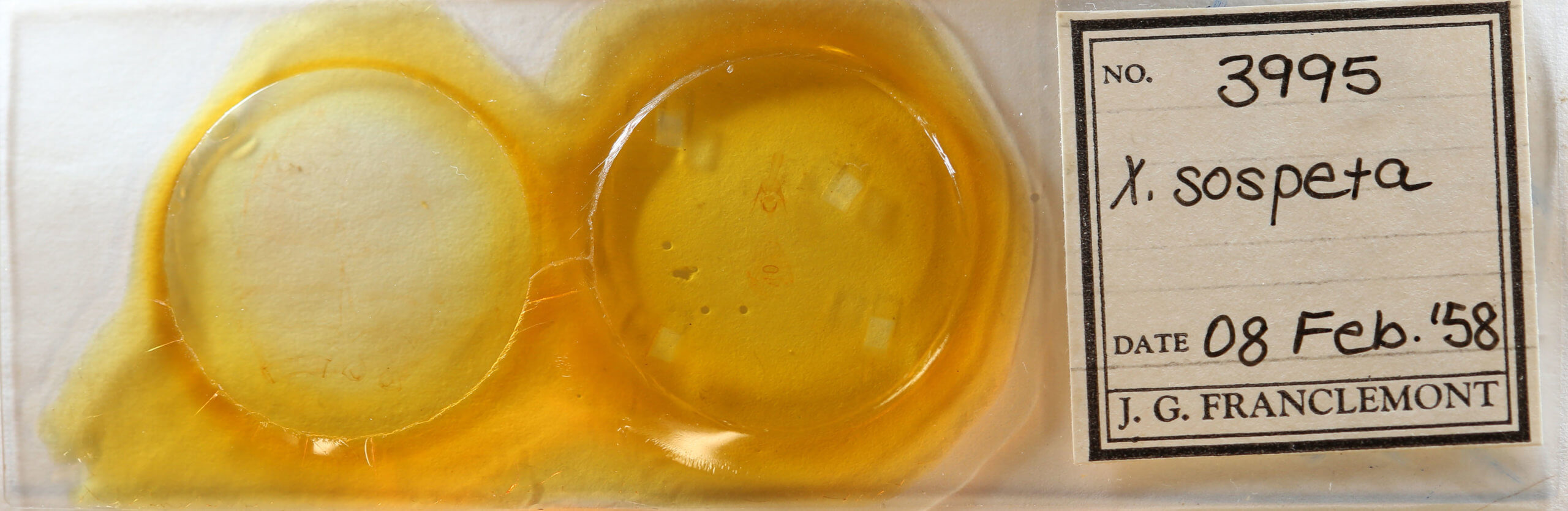 slide view of adult Xanthotype sospeta