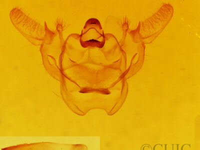 genitalia view of adult Xanthotype urticaria