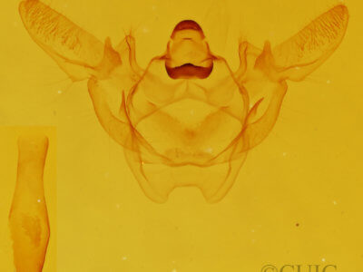 genitalia view of adult Xanthotype urticaria