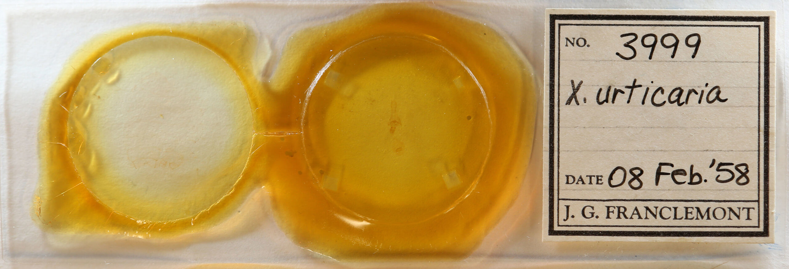 slide view of adult Xanthotype urticaria