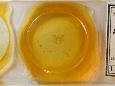 slide view of adult Euchlaena tigrinaria