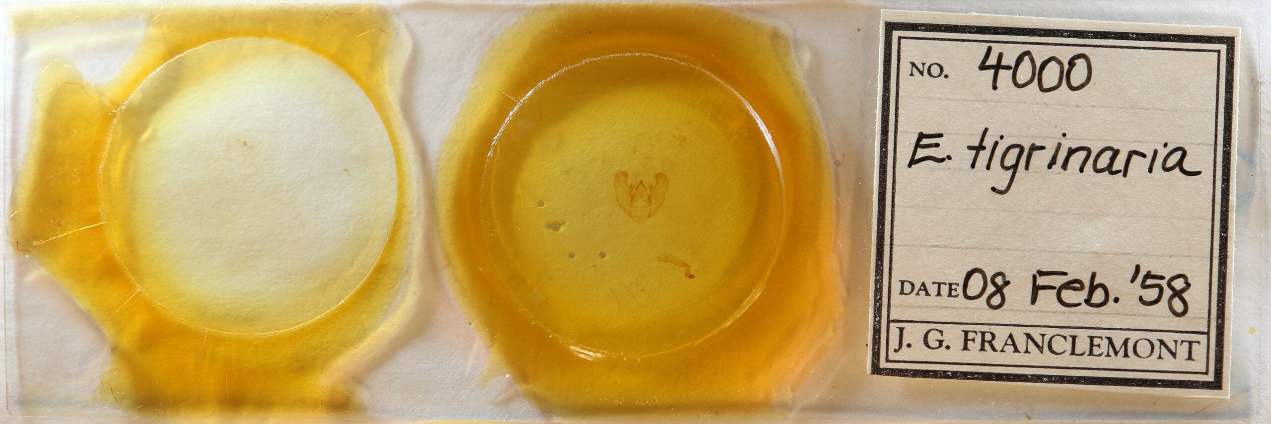 slide view of adult Euchlaena tigrinaria