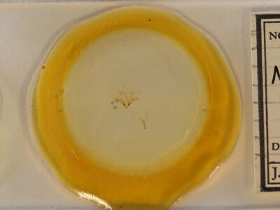 slide view of adult Nola cilicoides