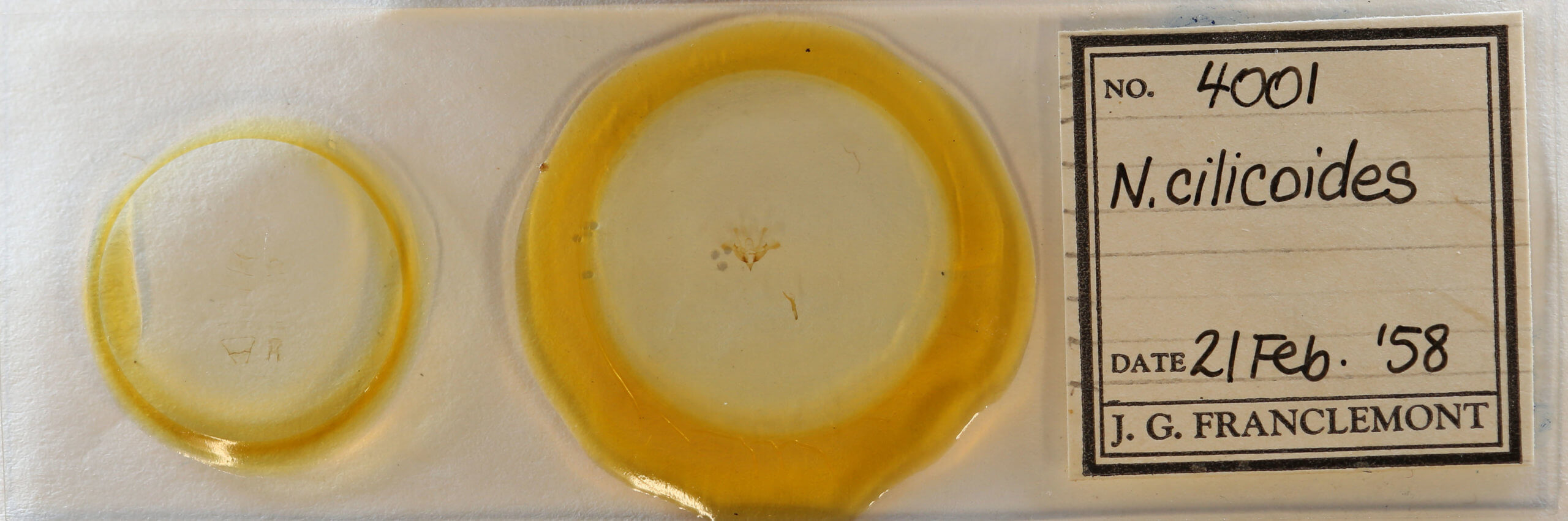 slide view of adult Nola cilicoides