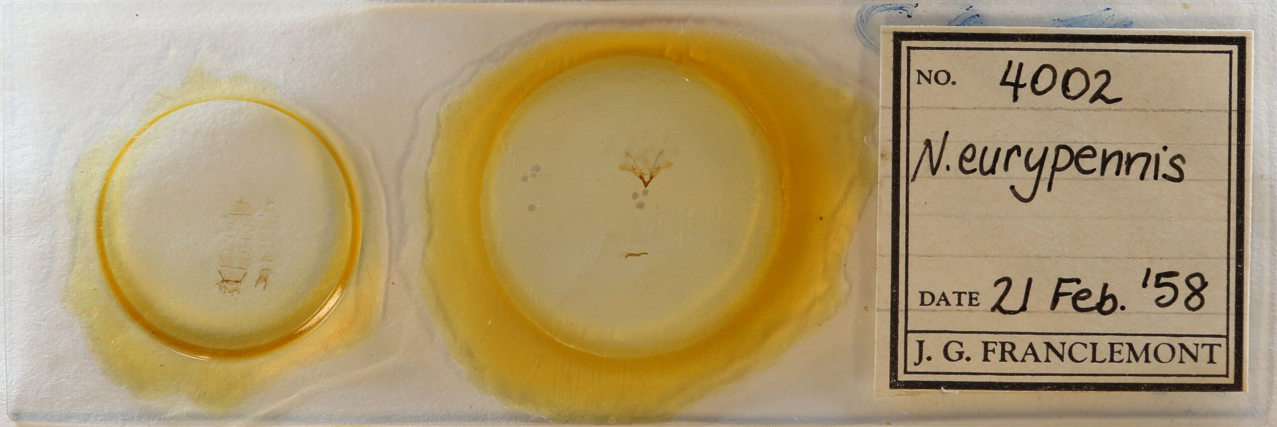 slide view of adult Nola cilicoides