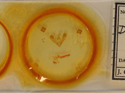 slide view of adult Diplocycla