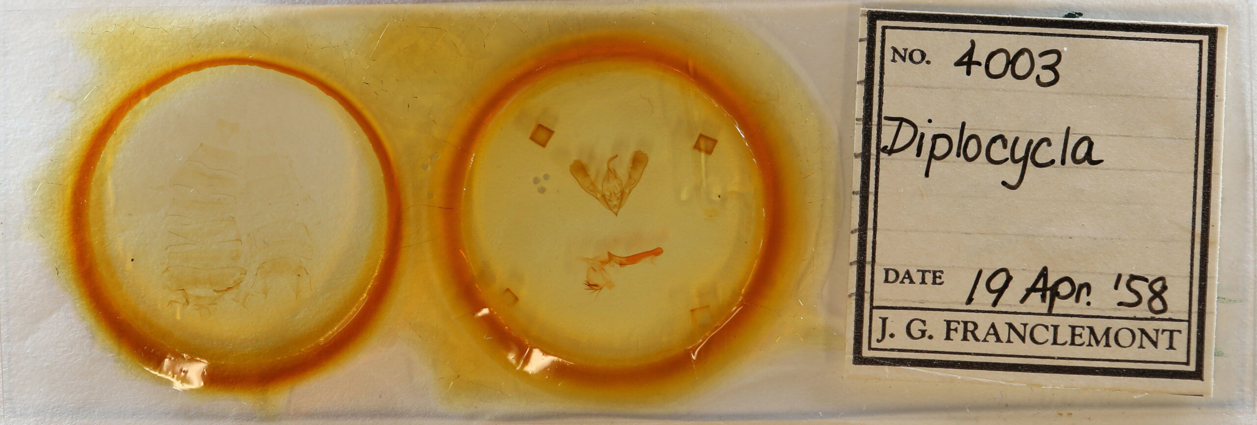 slide view of adult Diplocycla