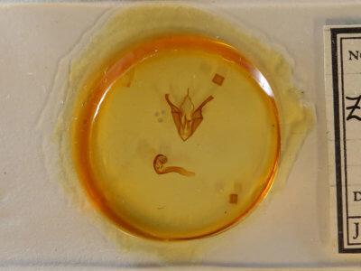 slide view of adult Zale phaeocapna