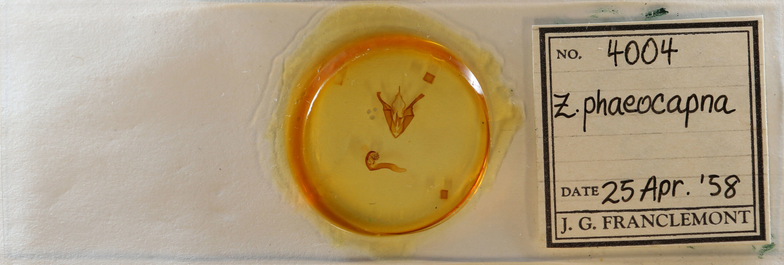 slide view of adult Zale phaeocapna