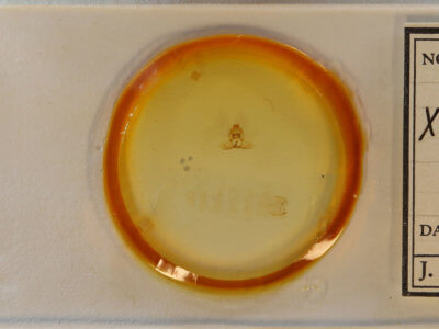 slide view of adult Xenotemna pallorana