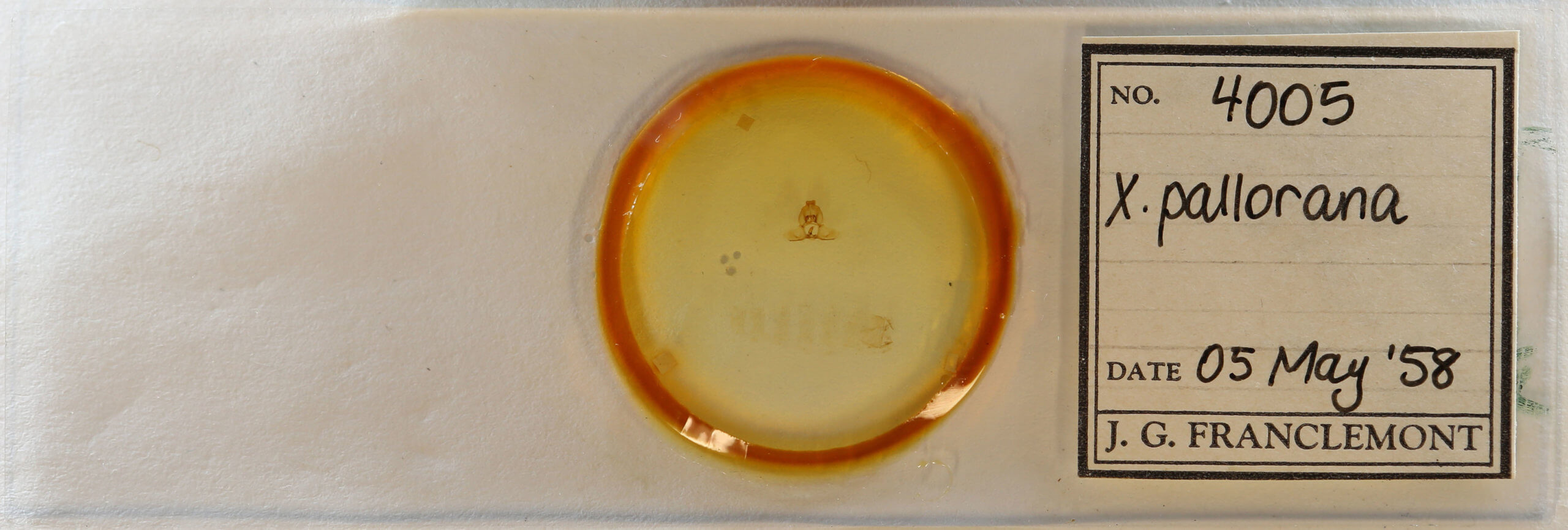 slide view of adult Xenotemna pallorana