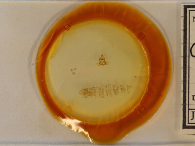 slide view of adult Clepsis clemensiana