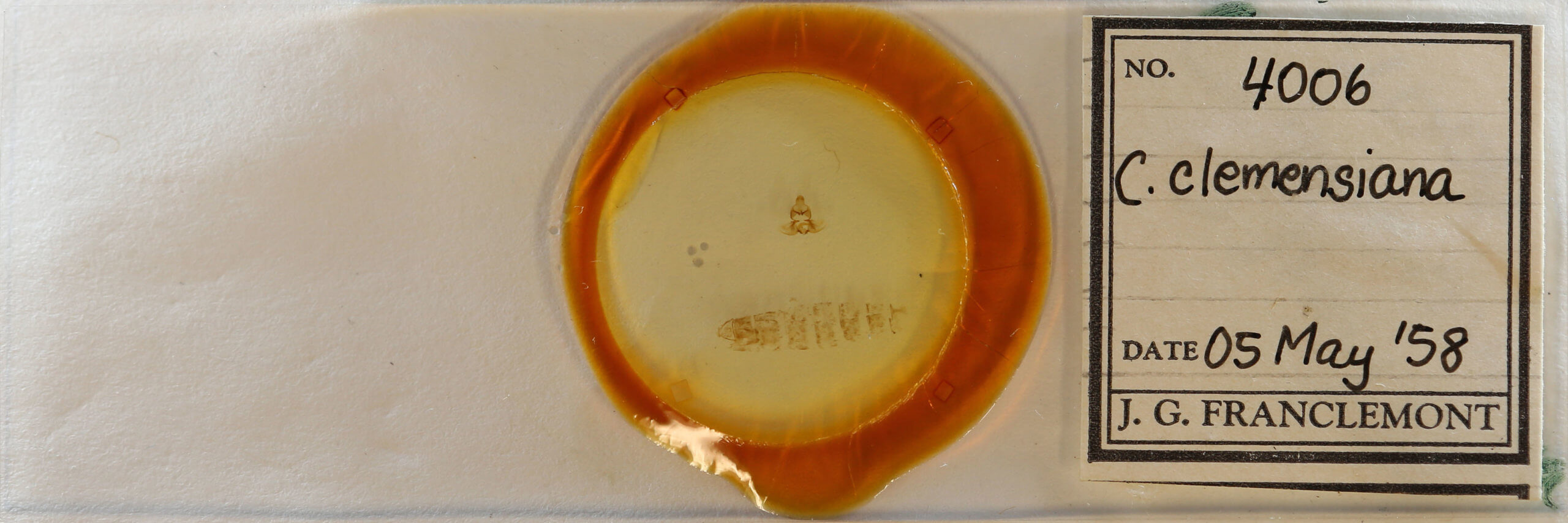 slide view of adult Clepsis clemensiana