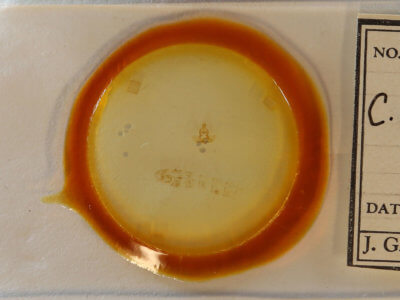 slide view of adult Clepsis clemensiana