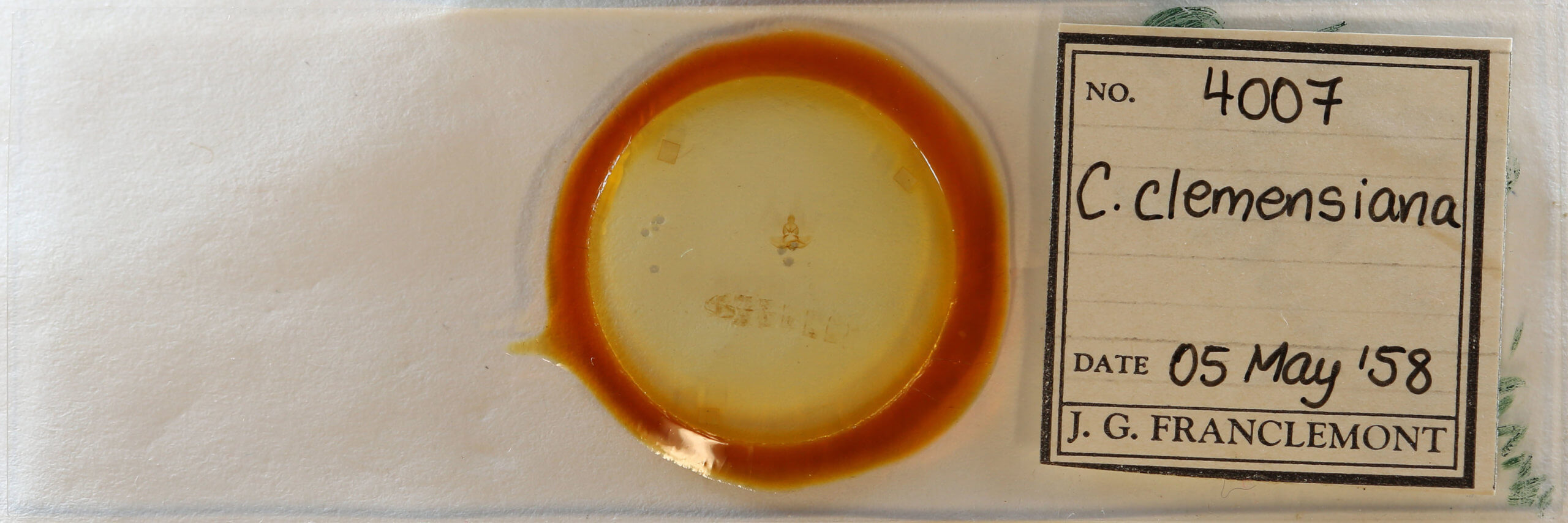 slide view of adult Clepsis clemensiana