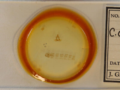 slide view of adult Clepsis clemensiana