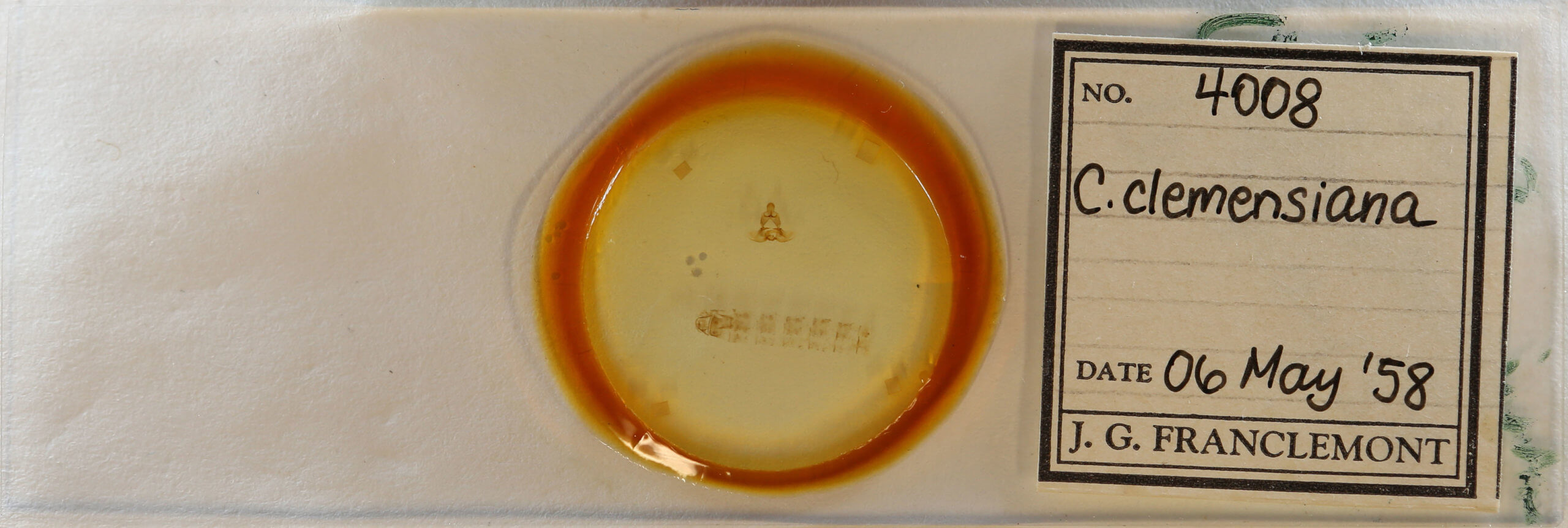 slide view of adult Clepsis clemensiana