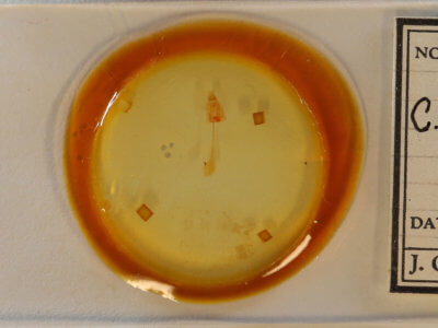 slide view of adult Clepsis clemensiana