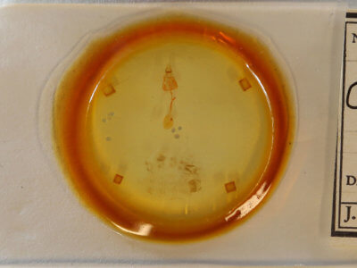 slide view of adult Clepsis clemensiana