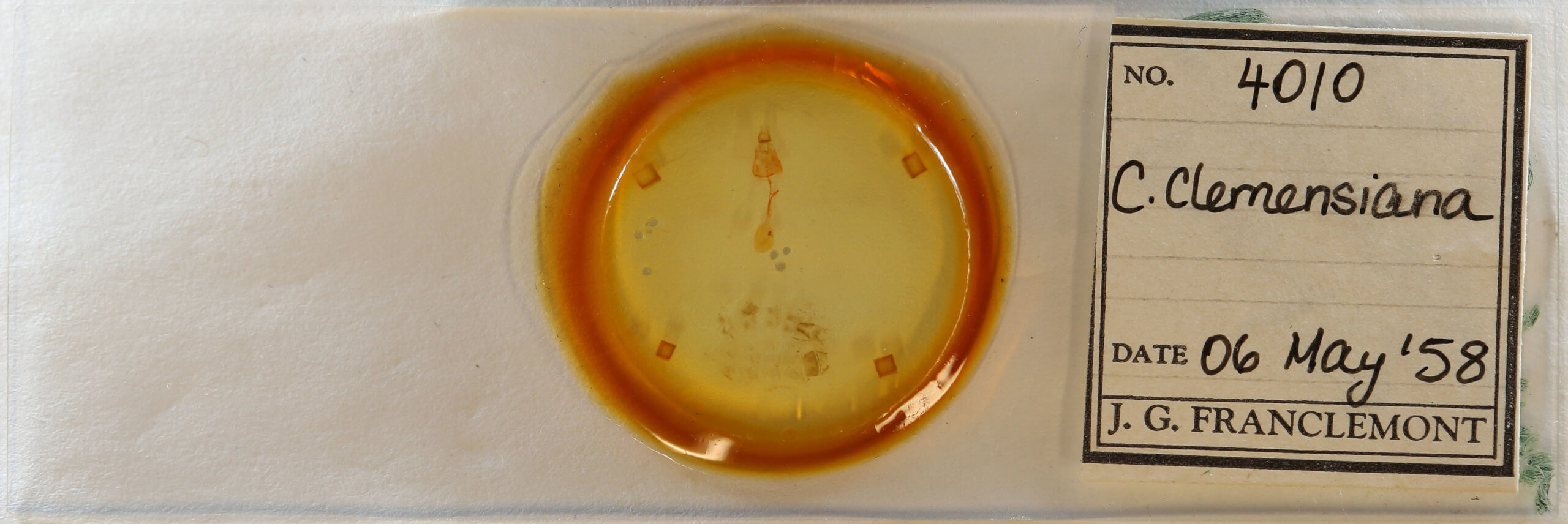 slide view of adult Clepsis clemensiana