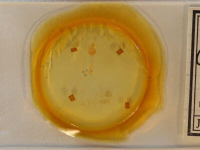 slide view of adult Clepsis clemensiana