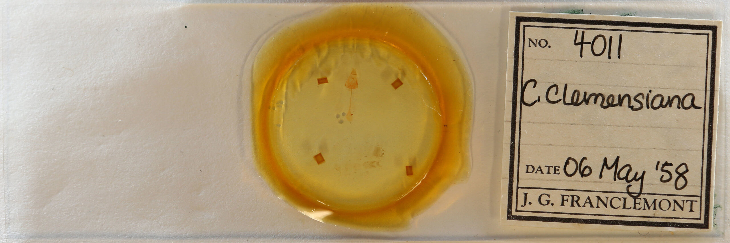 slide view of adult Clepsis clemensiana