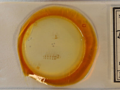 slide view of adult Decodes fragariana