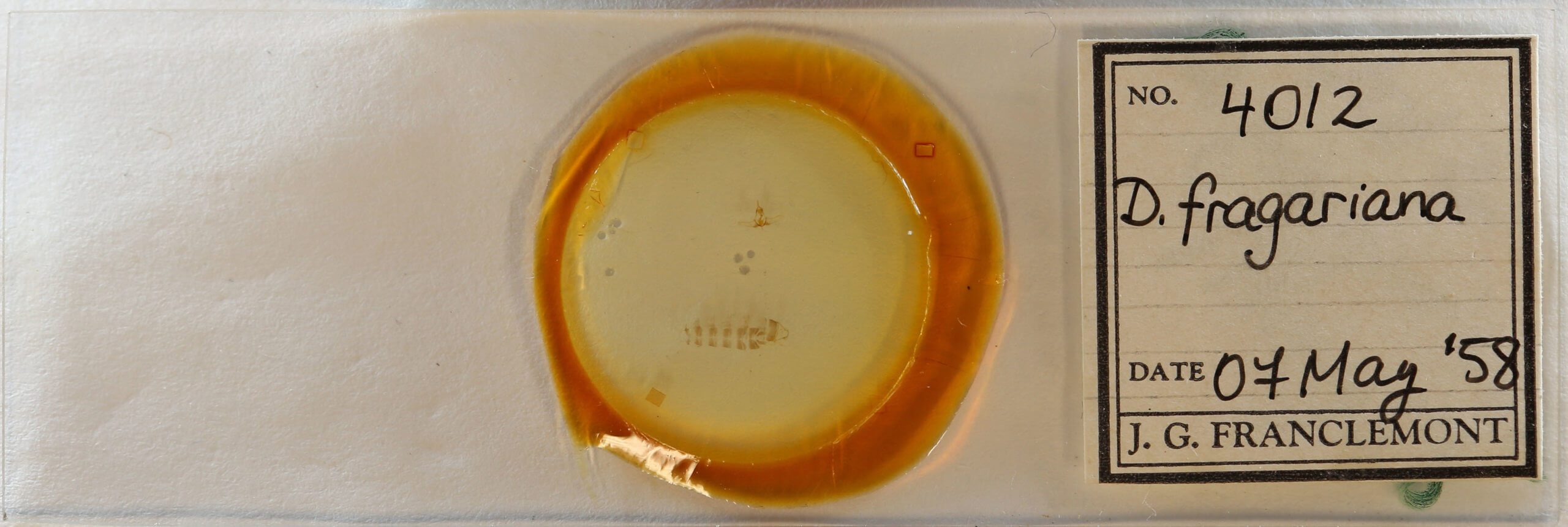 slide view of adult Decodes fragariana