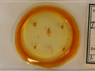 slide view of adult Decodes fragariana