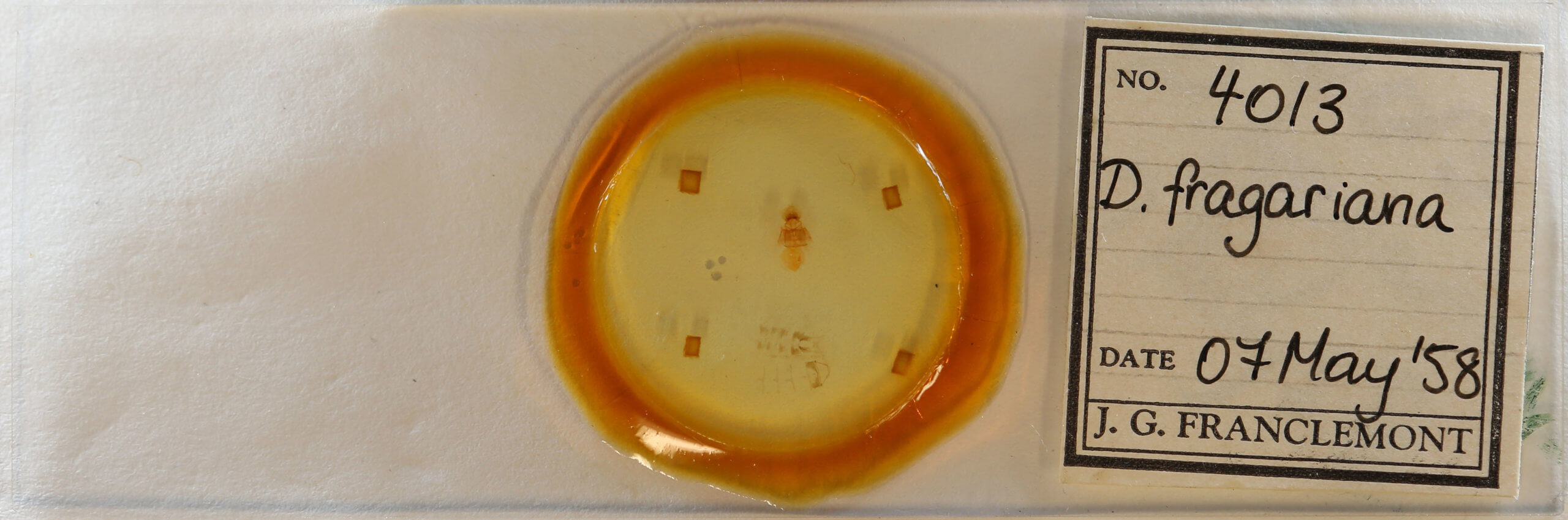 slide view of adult Decodes fragariana