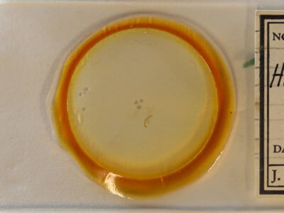 slide view of adult Hendecaneura shawiana