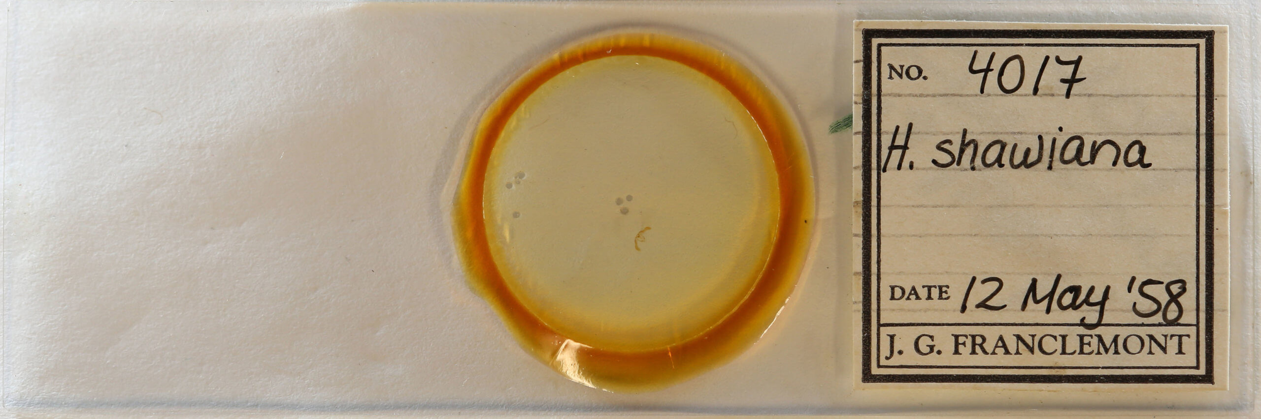 slide view of adult Hendecaneura shawiana