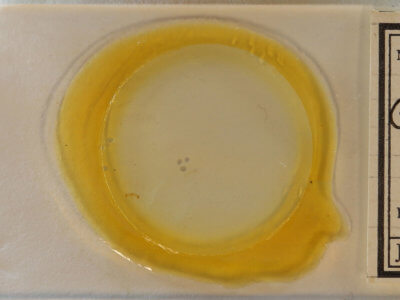 slide view of adult Grapholita packardi