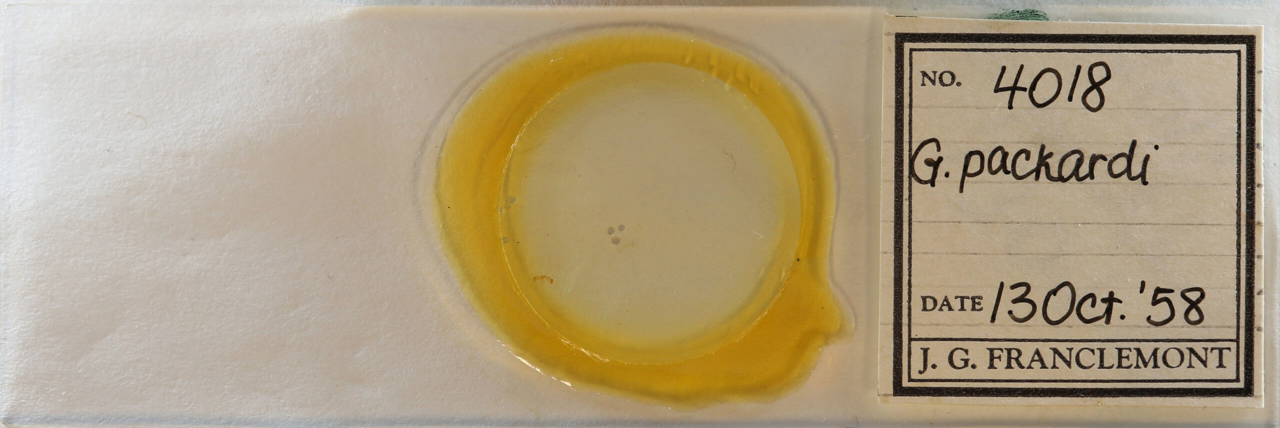 slide view of adult Grapholita packardi