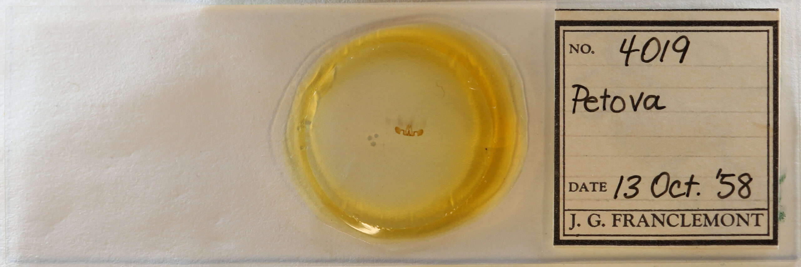 slide view of adult Retinia