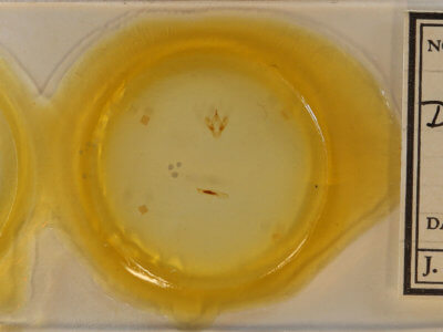 slide view of adult Cabera variolaria