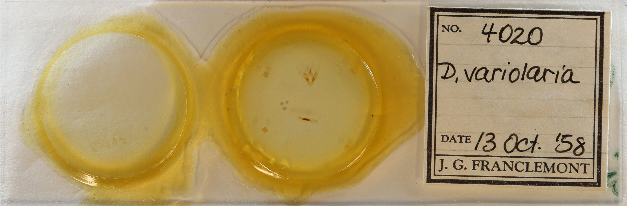 slide view of adult Cabera variolaria