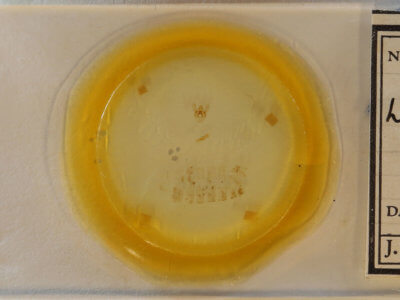 slide view of adult Laetilia myersella