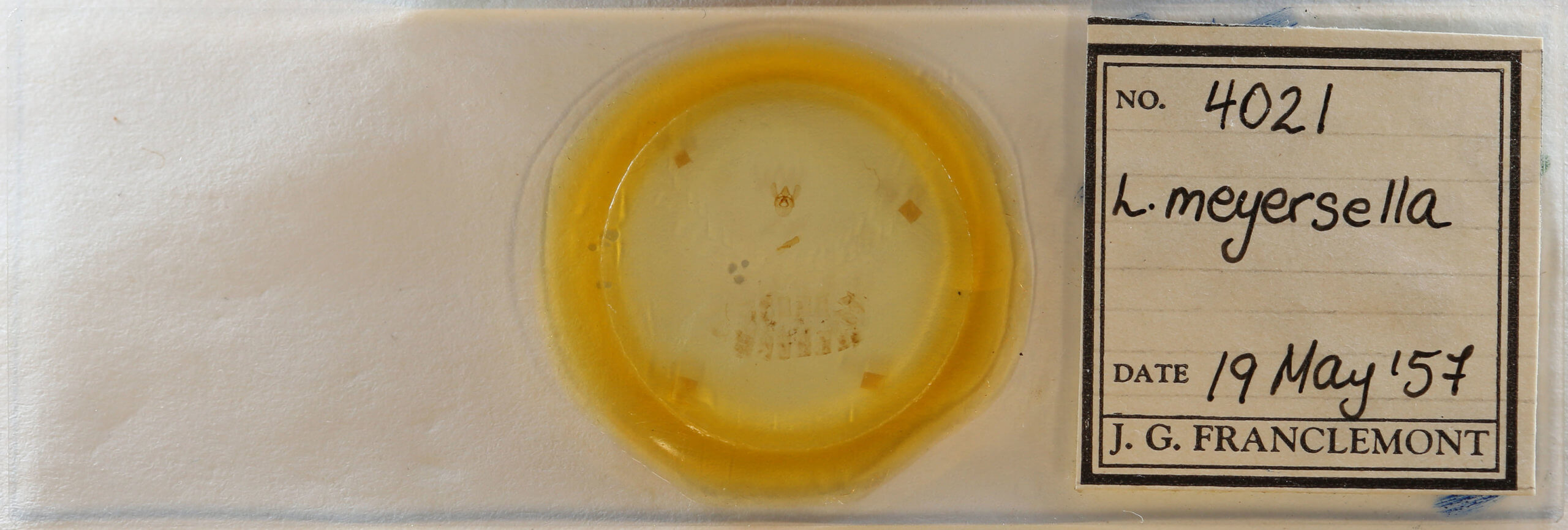 slide view of adult Laetilia myersella