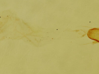 genitalia view of adult Laetilia myersella