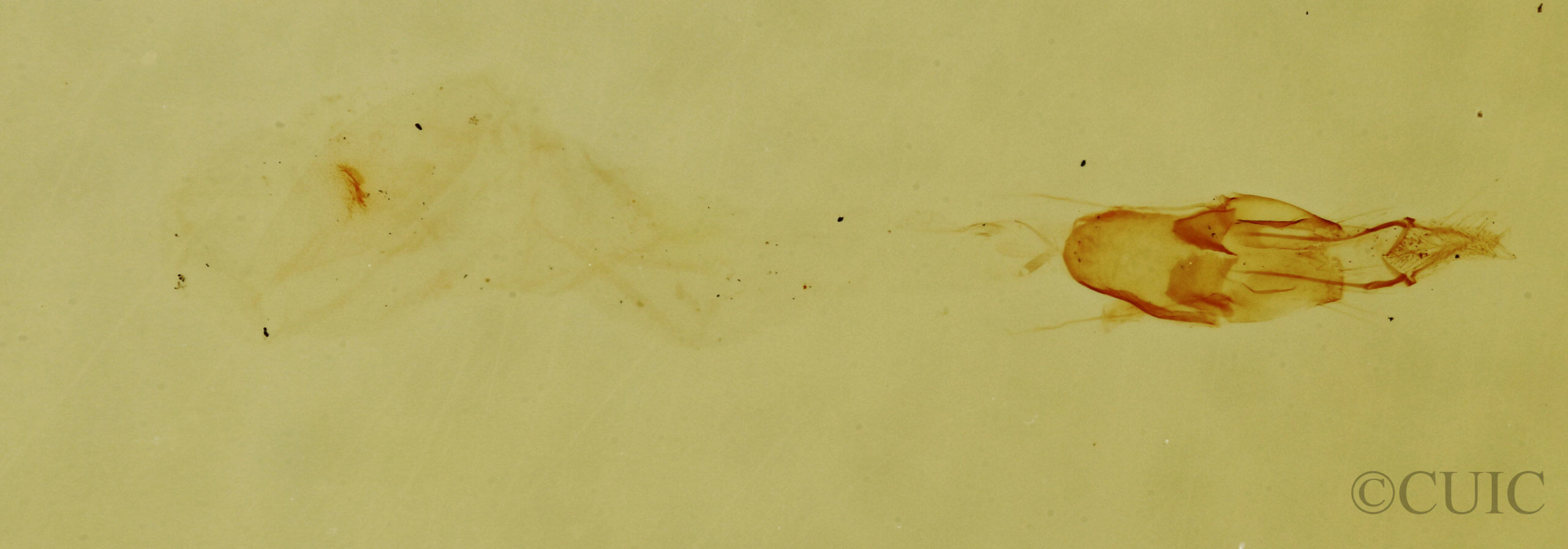 genitalia view of adult Laetilia myersella