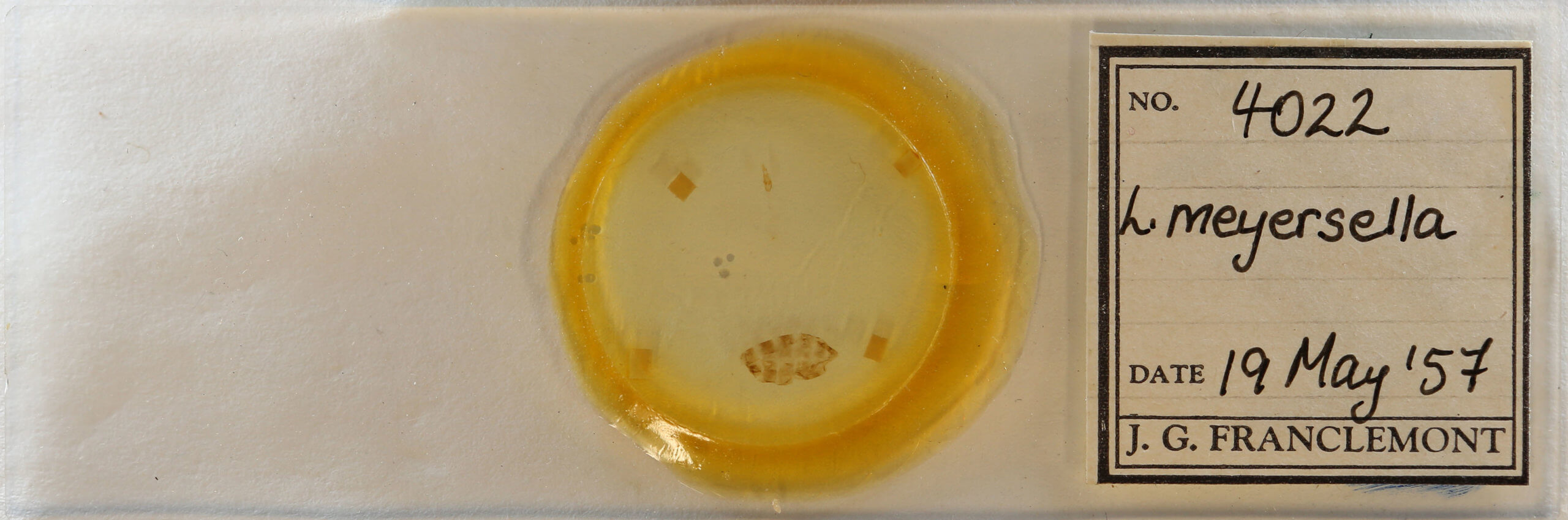 slide view of adult Laetilia myersella