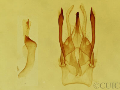 genitalia view of adult Argyria