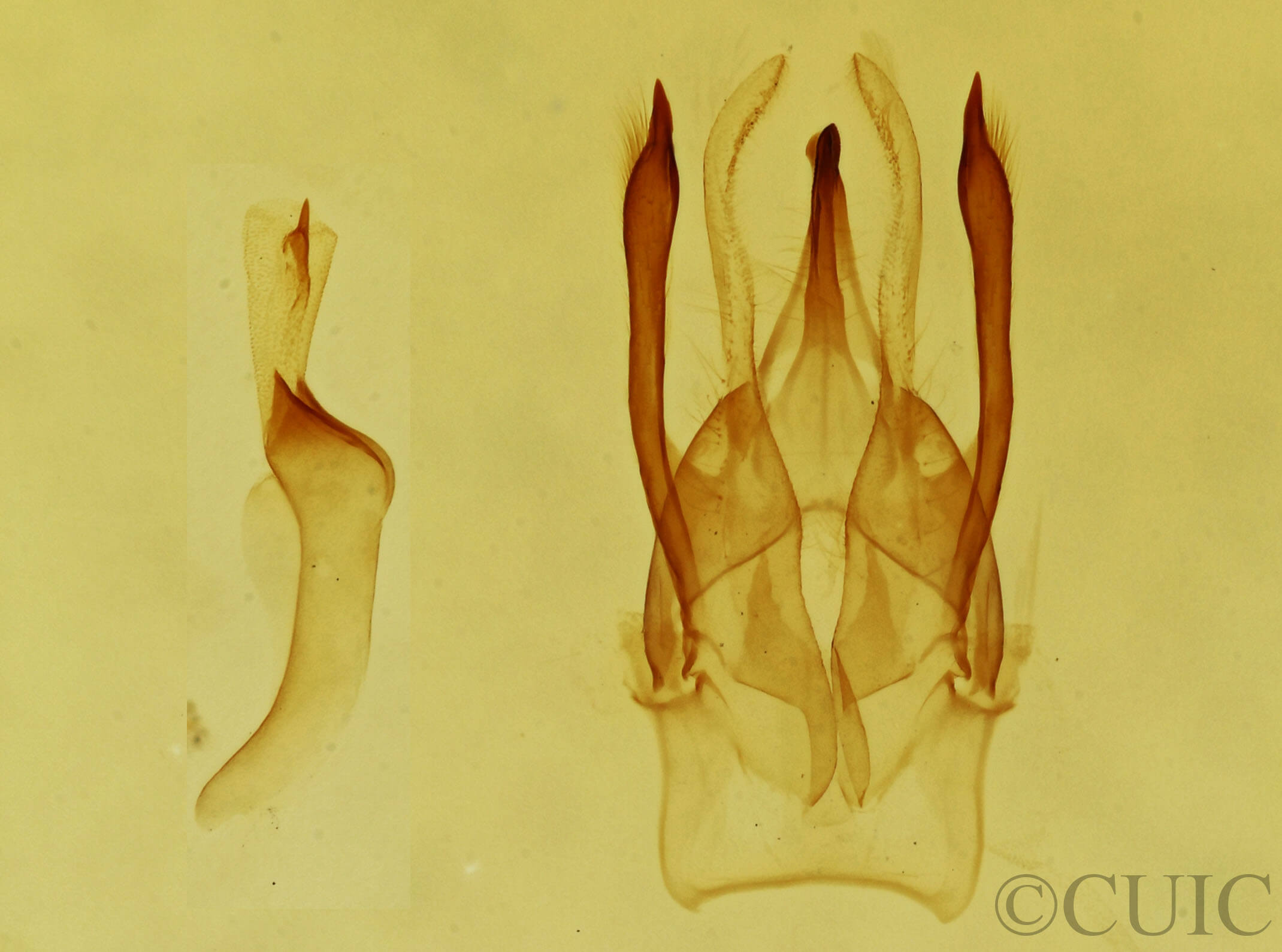 genitalia view of adult Argyria