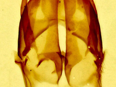 genitalia view of adult Argyria