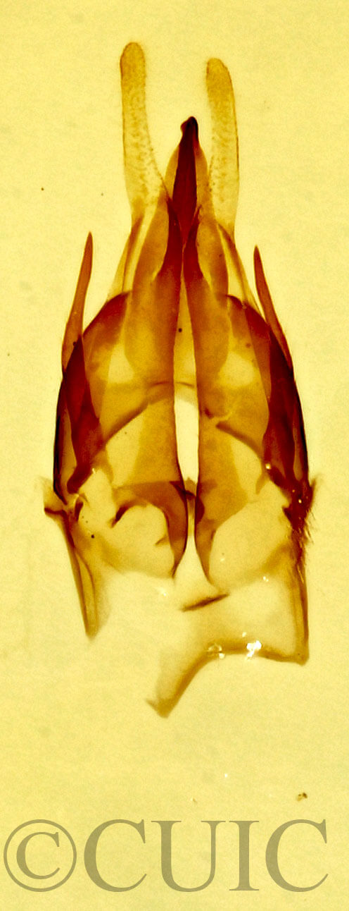 genitalia view of adult Argyria