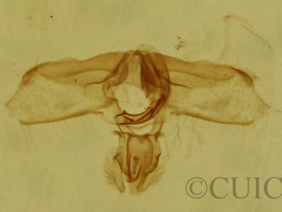 genitalia view of adult Acleris subnivana
