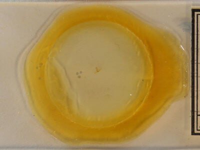 slide view of adult Acleris subnivana